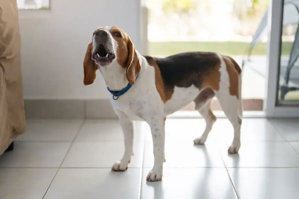 Zdjęcie Szczekający pies w bloku? Dowiedz się, gdzie zgłosić problem