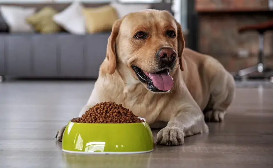 Zdjęcie Czy pies może jeść pęczak? Sprawdź, co musisz wiedzieć o diecie psa