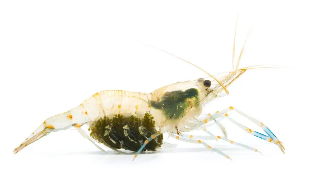 Zdjęcie Czy krewetki są w Bałtyku? Odkryj ich gatunki i siedliska