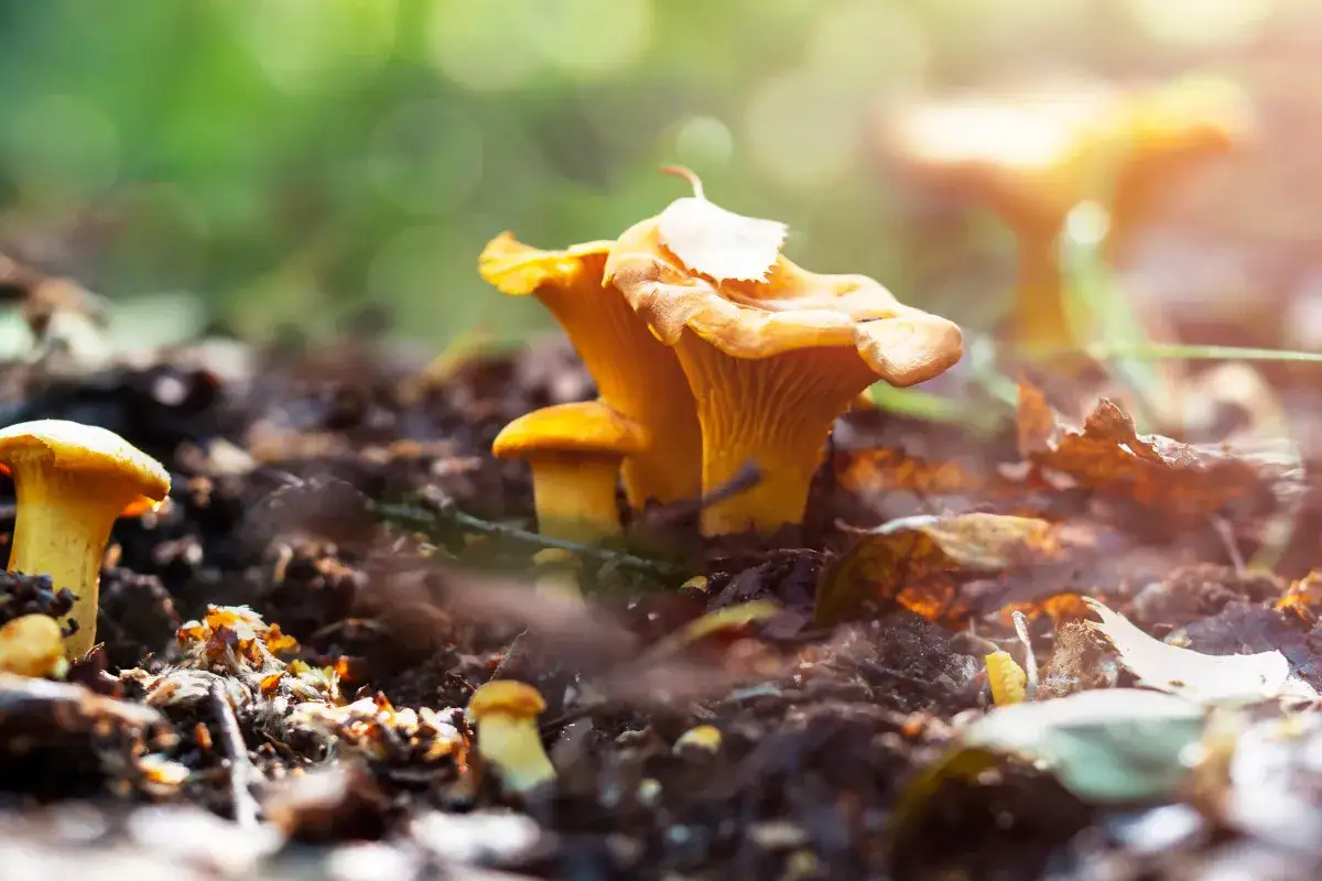 Zdjęcie Czy zbieranie grzybów w rezerwacie przyrody jest legalne? Przepisy i kary