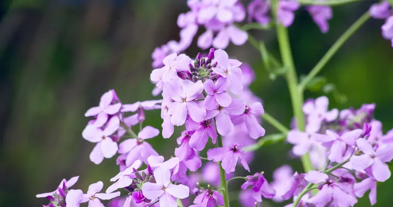 Zdjęcie Jak sadzić maciejkę, aby cieszyć się jej pięknym zapachem w ogrodzie