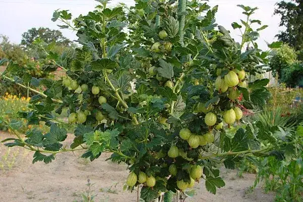 Zdjęcie Jak przycinać agrest na pniu, aby uniknąć błędów i cieszyć się plonami