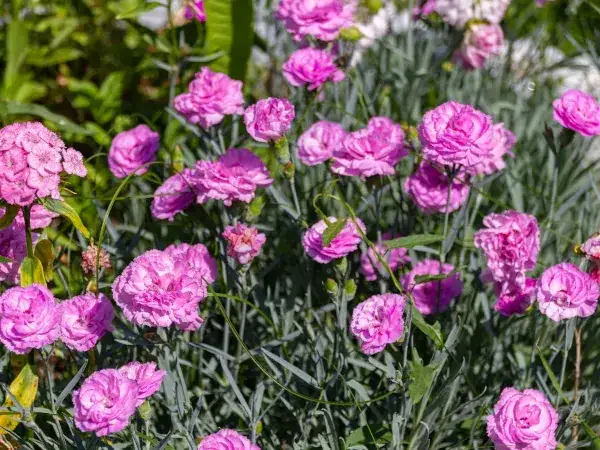 Zdjęcie Jak rosną goździki przyprawa - sekrety ich uprawy i zbioru