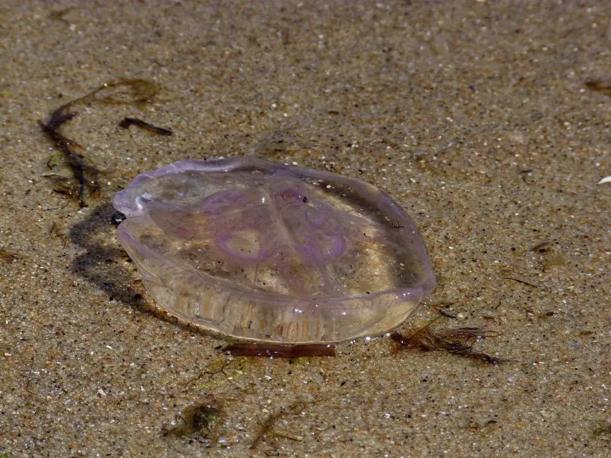 Zdjęcie Jakie meduzy żyją w Bałtyku? Kompletna lista gatunków i zagrożeń