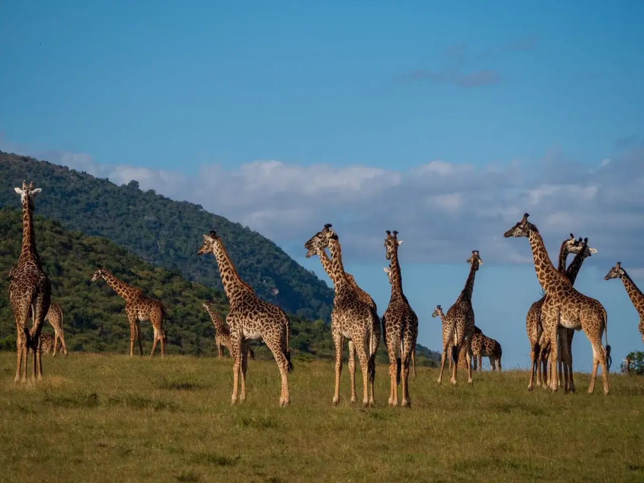 Stado żyraf na tle zielonych wzgórz i błękitnego nieba. To widok z najczęściej odwiedzanego rezerwatu Kenii.