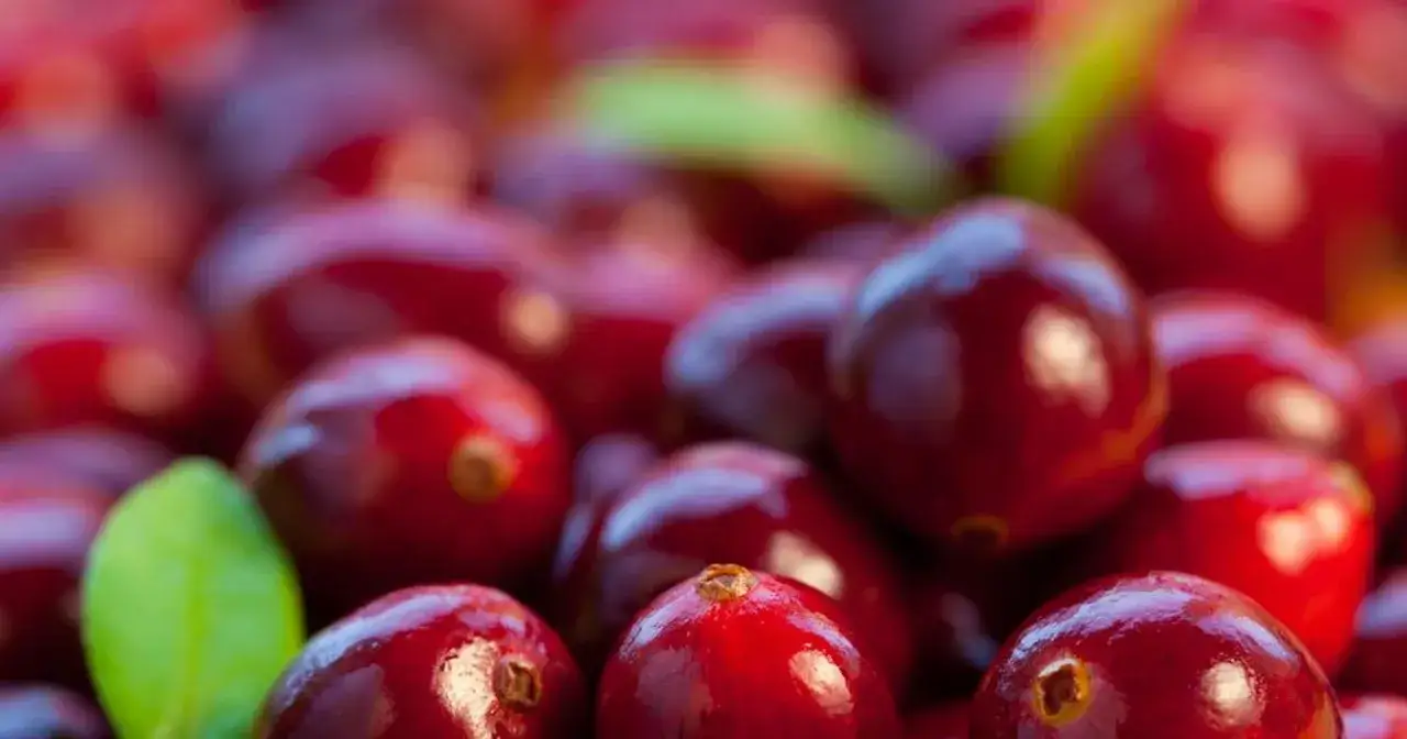 schemat działania soku z żurawiny na bakterie e coli