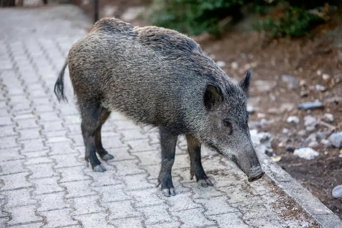 dzik na osiedlu, dziki w mieście, dzikie zwierzęta w aglomeracji