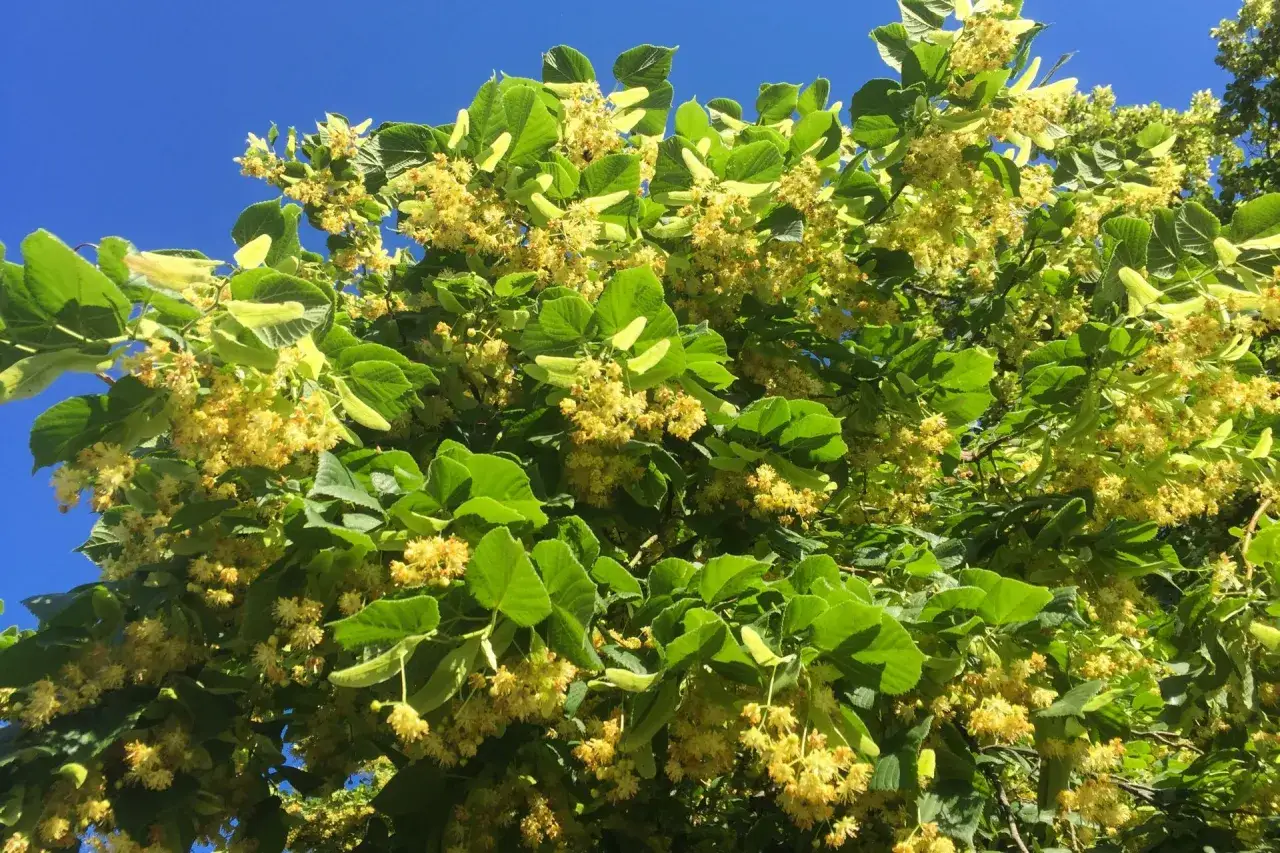 Kwitnąca lipa w pełni lata
