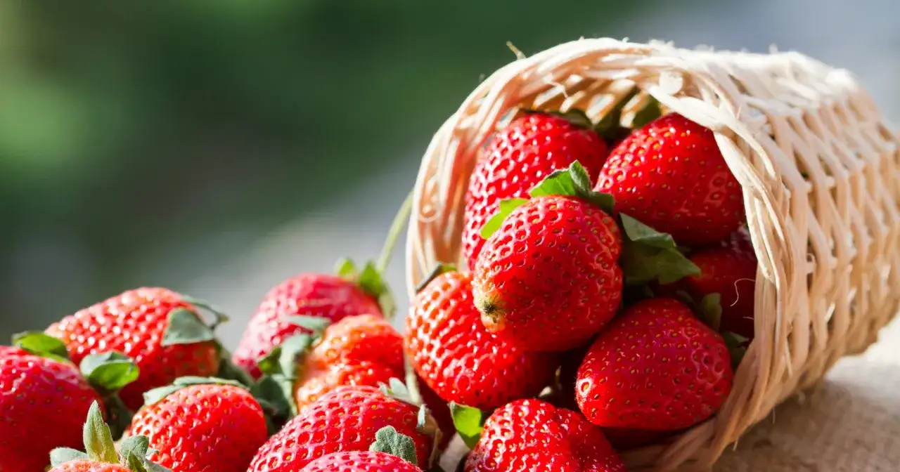 Koszyk pełen soczystych truskawek, które mają mało kalorii. Idealne na zdrową przekąskę.