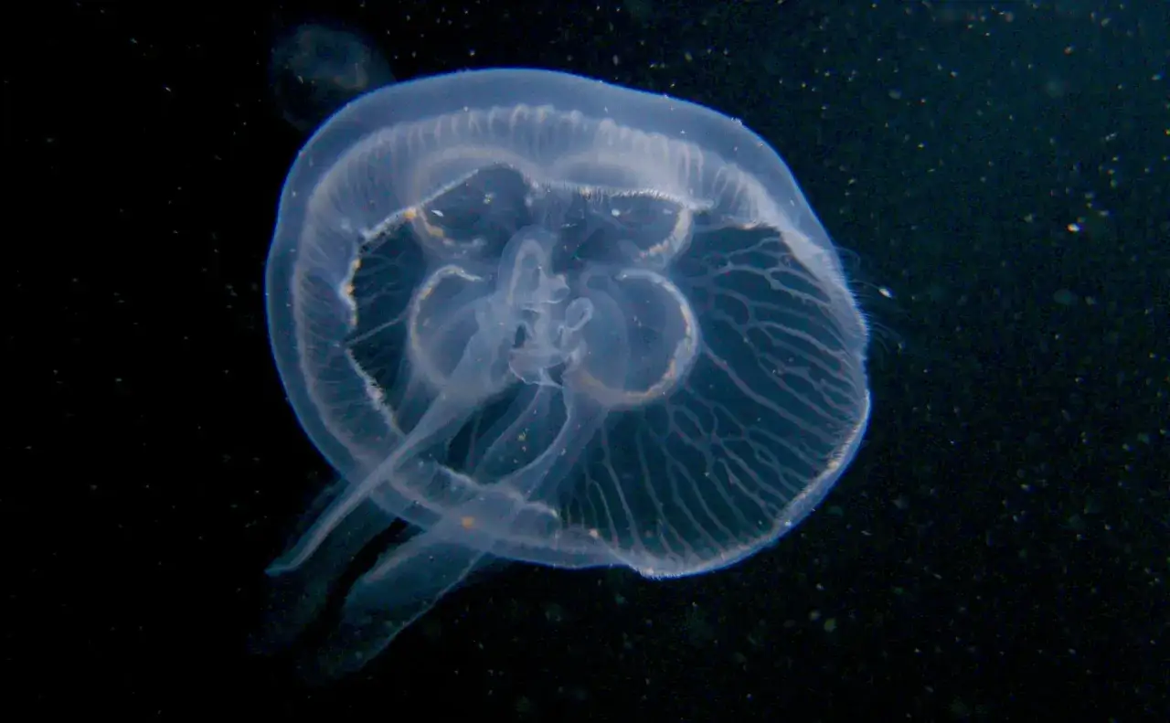 Meduzy w Bałtyku chełbia modra bełtwa festonowata por&oacute;wnanie