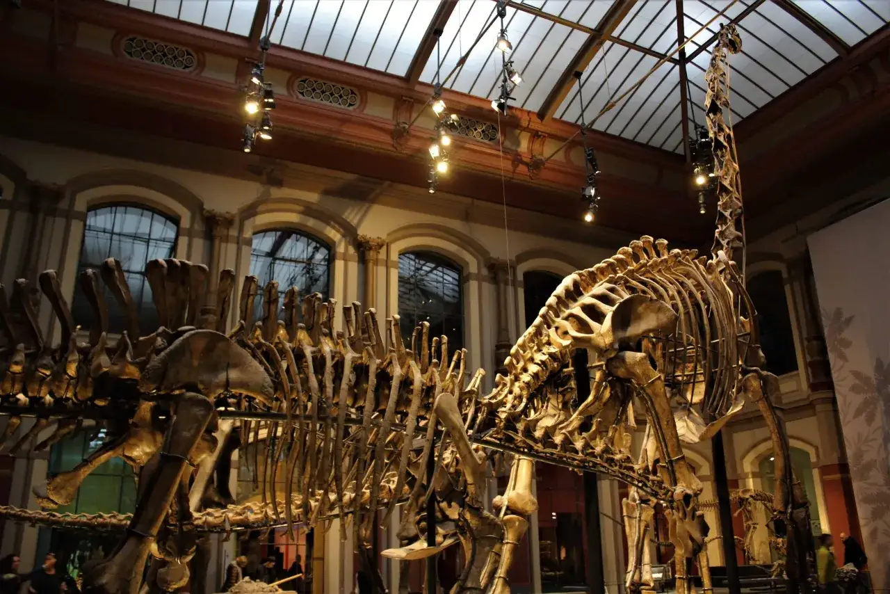 Szkielet dinozaura w berlińskim muzeum. Ogromne kości tworzą imponujący widok, przyciągając zwiedzających do świata prehistorii.