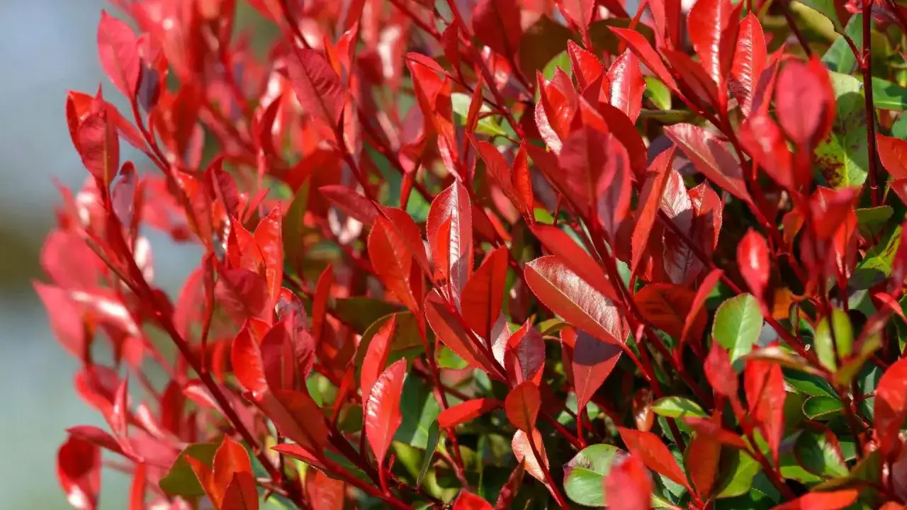 Młode, czerwone liście głogownika zachęcają do przycinania. Wiosną, gdy pojawią się nowe przyrosty, to idealny czas, by nadać mu kształt.