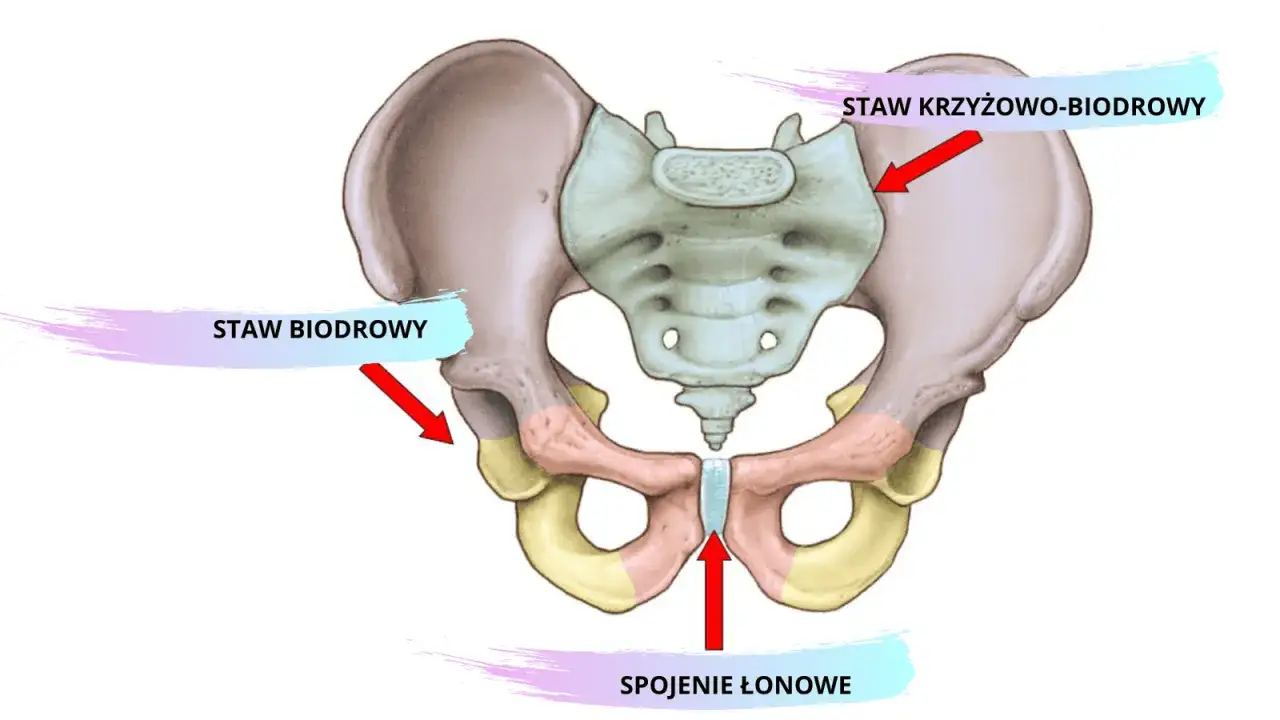 Anatomia miednicy: spojenie łonowe, stawy biodrowe i krzyżowo-biodrowe. Rozstęp spojenia łonowego może wpływać na współżycie.