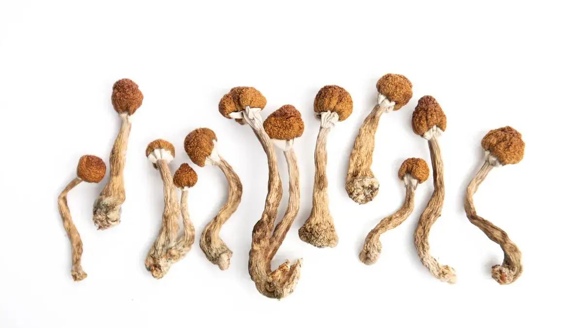 Por&oacute;wnanie grzyb&oacute;w psylocybinowych i sklerocj&oacute;w