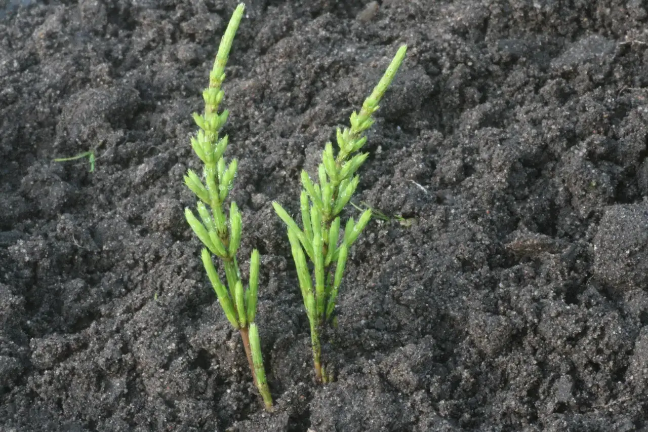 chwasty podobne do trawy atlas