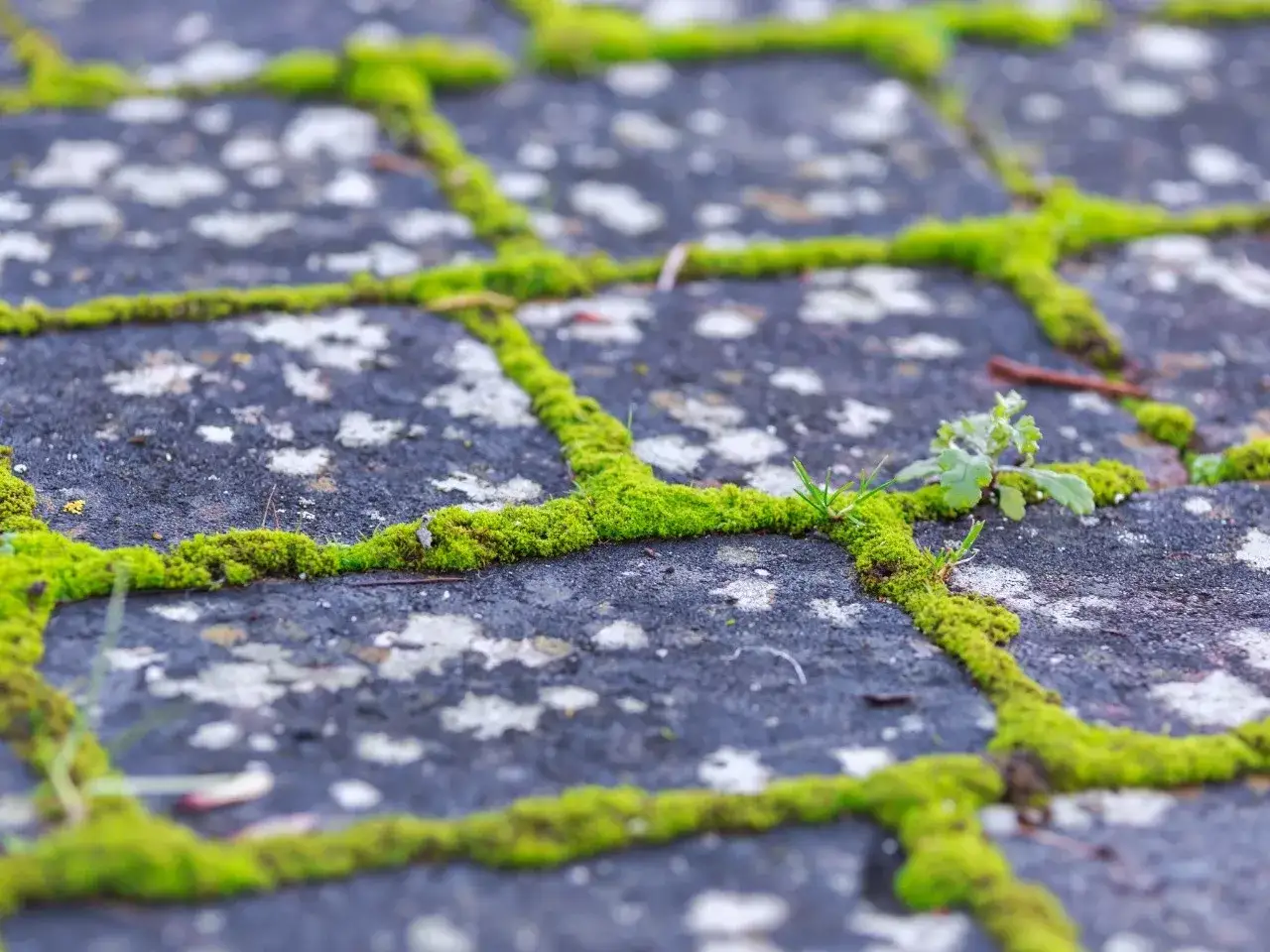 Zielony mech porasta fugi między kostkami brukowymi, tworząc naturalny dywan. Czas na czyszczenie kostki brukowej z mchu, by przywr&oacute;cić jej dawny blask.