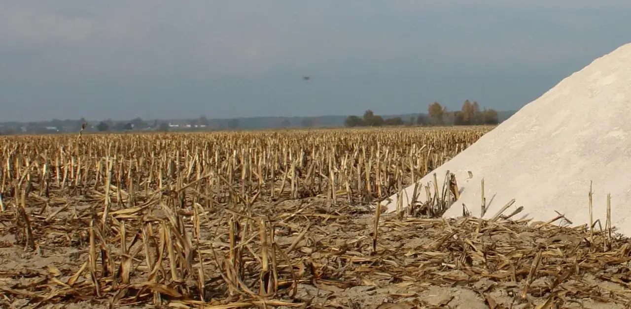 Pole po żniwach kukurydzy, z dużym nasypem wapna. Wapnowanie poprawia glebę, co lubią warzywa korzeniowe.