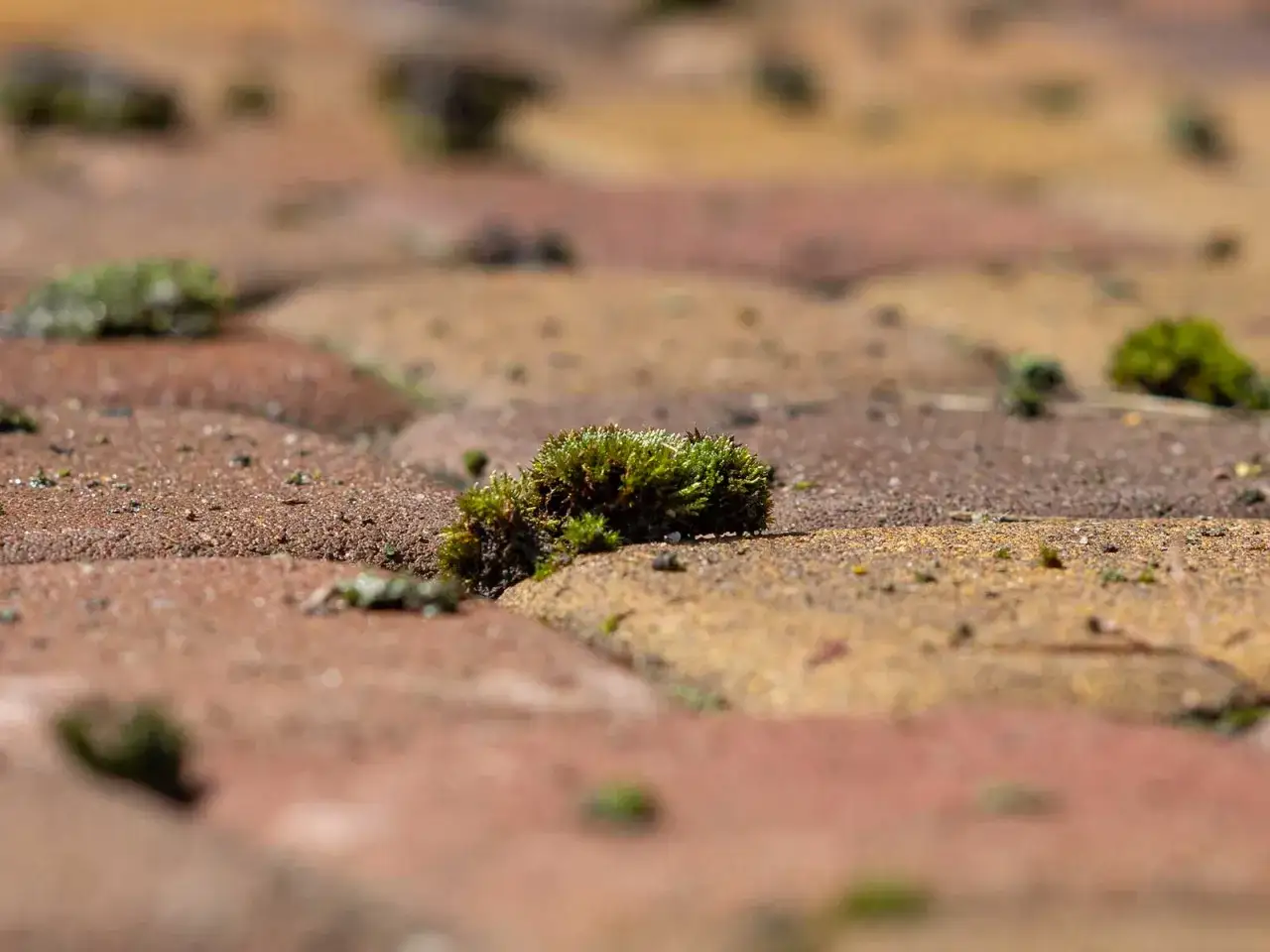 Zielony mech porasta nier&oacute;wności na kostce brukowej, wskazując na potrzebę czyszczenia kostki brukowej z mchu.