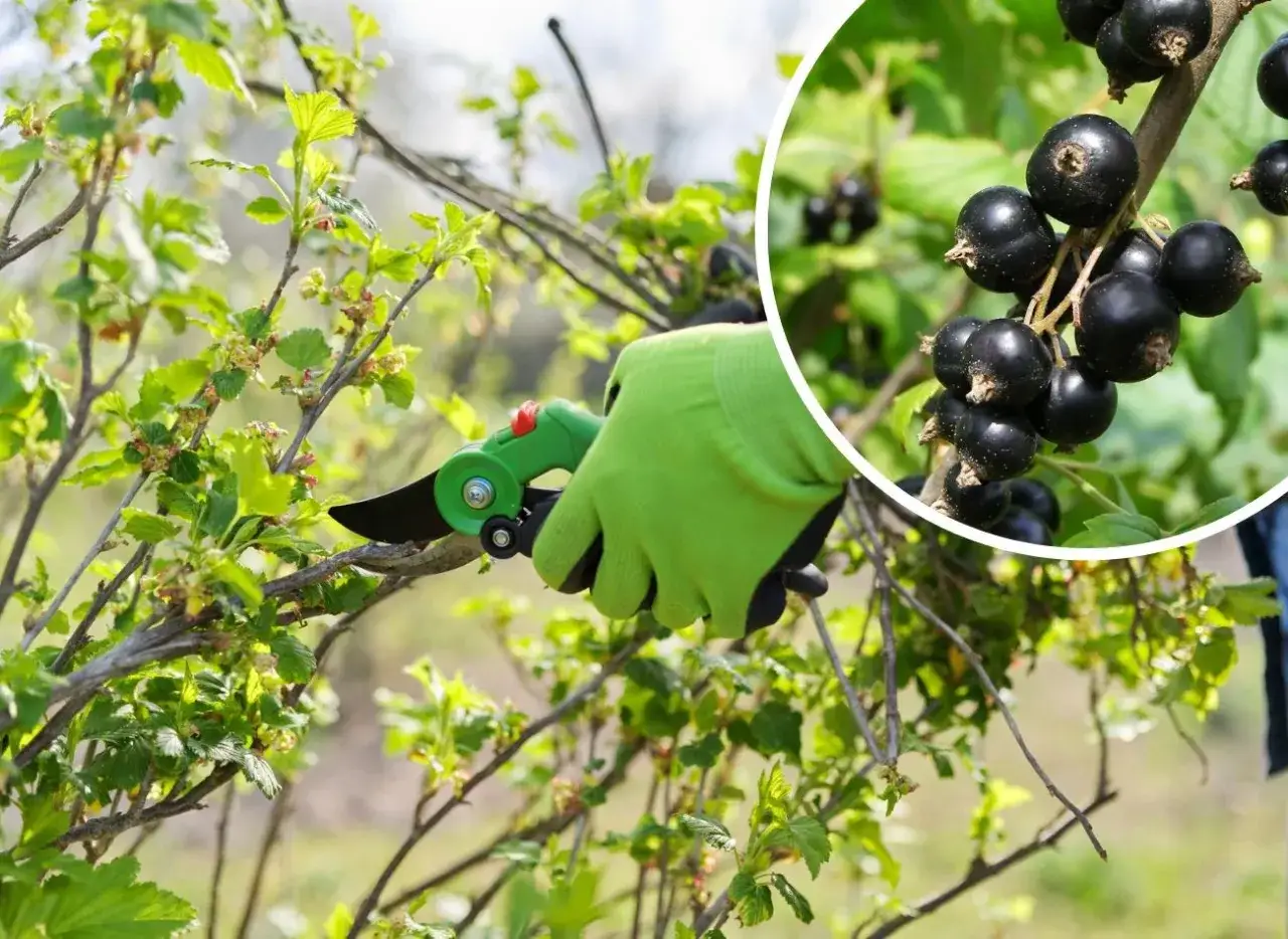 identyfikacja pęd&oacute;w czarnej porzeczki do cięcia
