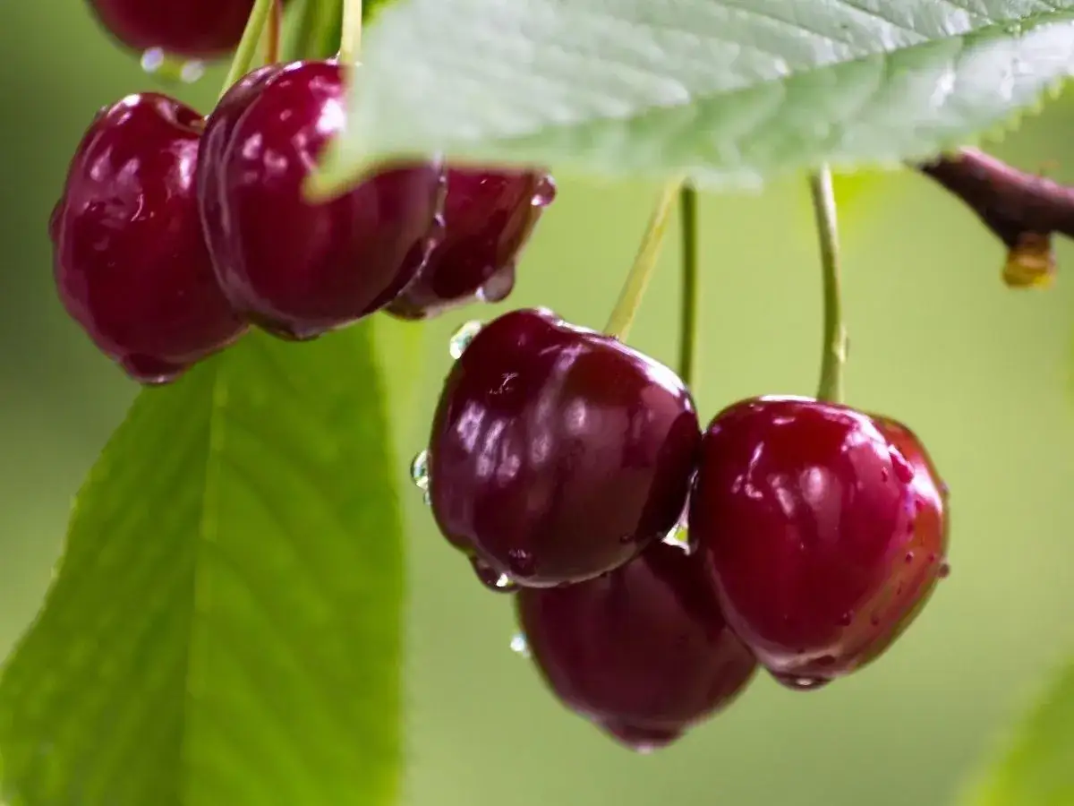Zdjęcie W jakiej odległości sadzić czereśnie, by uniknąć problemów z owocowaniem?