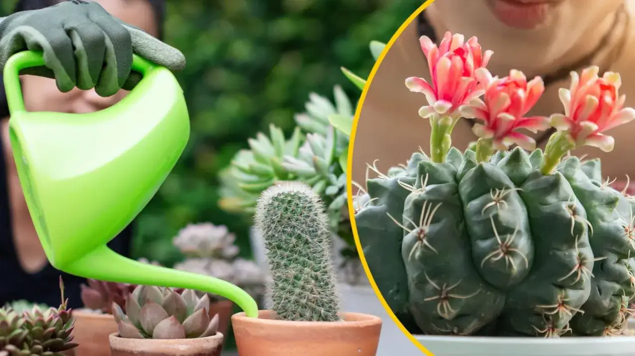 składniki na domowy nawóz do kaktusów