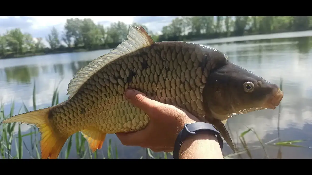 lin karaś płoć karp w stawie