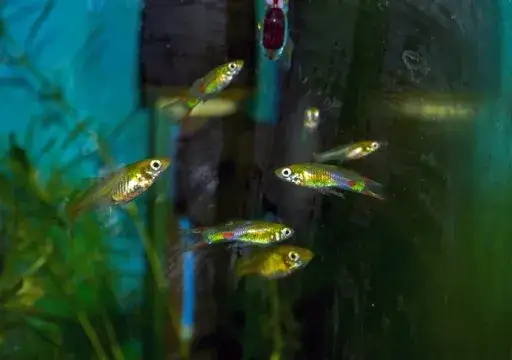 gupiki narybek w akwarium