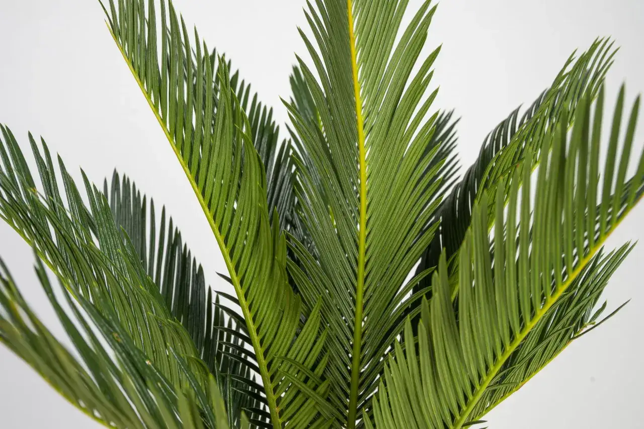 Zielone, pierzaste liście cykasa na jasnym tle. Idealna ziemia do cykasa powinna być przepuszczalna, by zapewnić mu optymalne warunki do wzrostu.