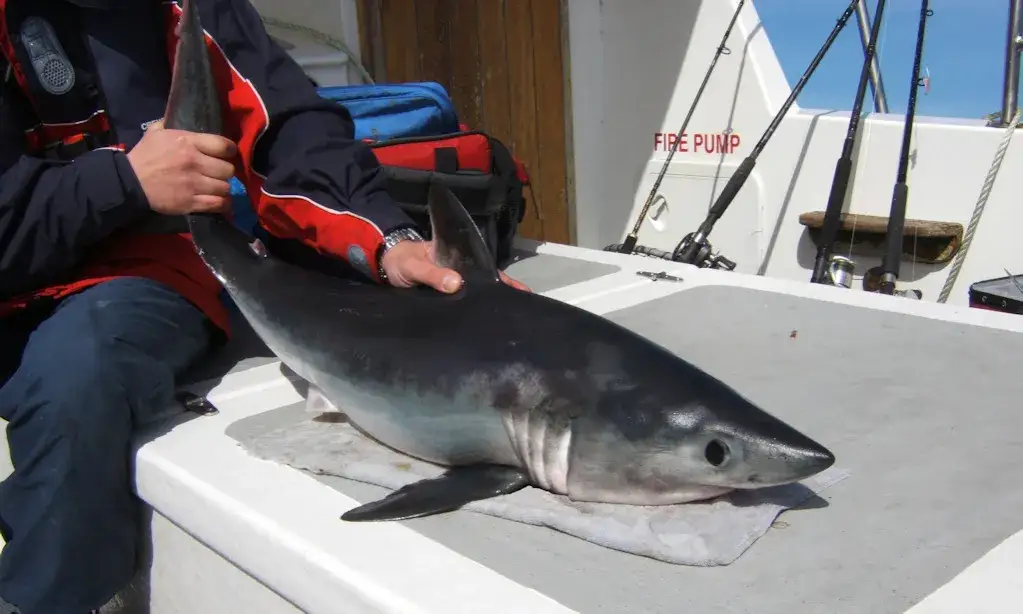 Lamna śledziowa rozmiar