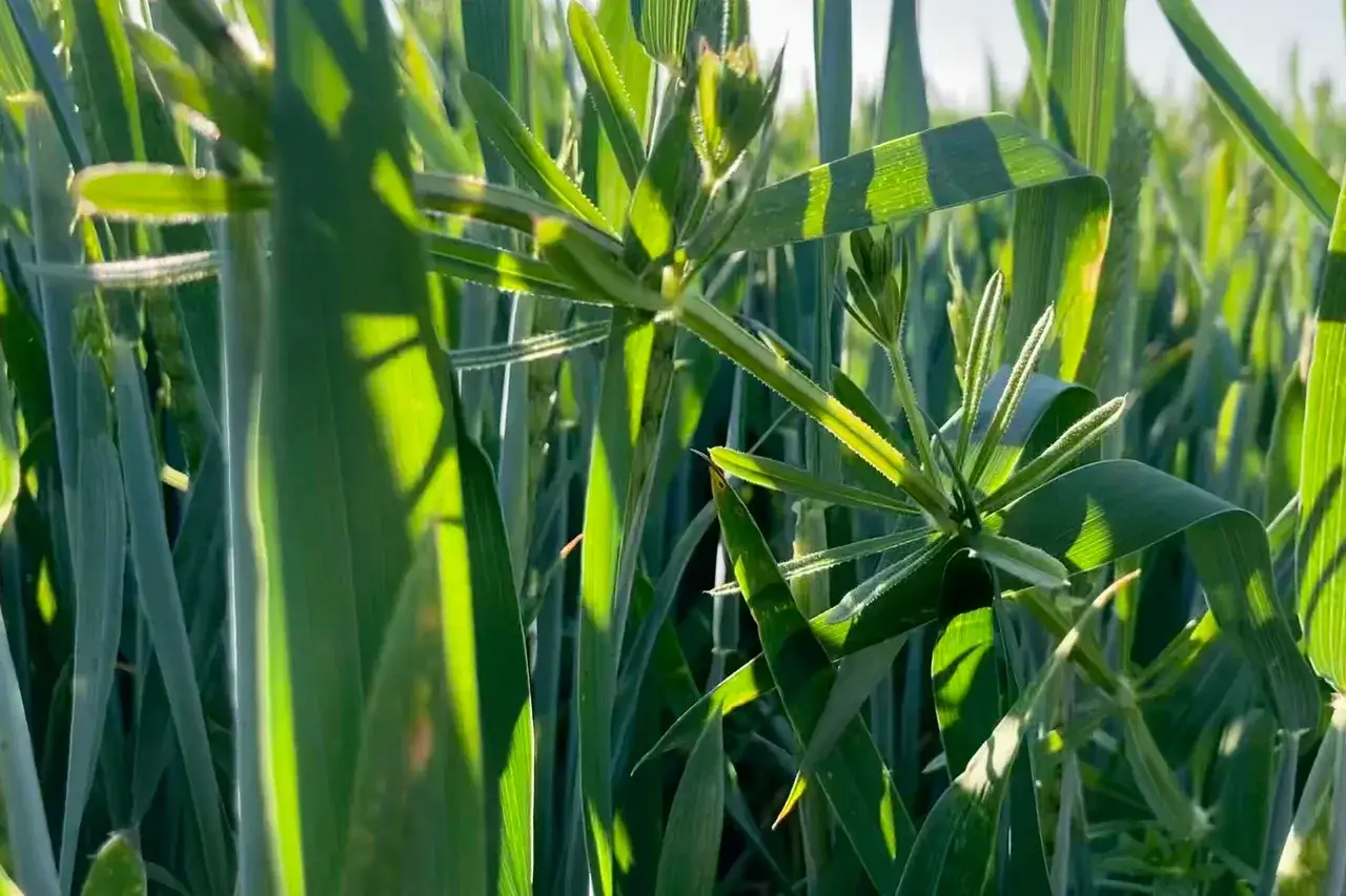 Zielone łodygi przytulii czepnej wschodzącej wśród zbóż. Jej szkodliwość polega na utrudnianiu wzrostu roślin uprawnych.