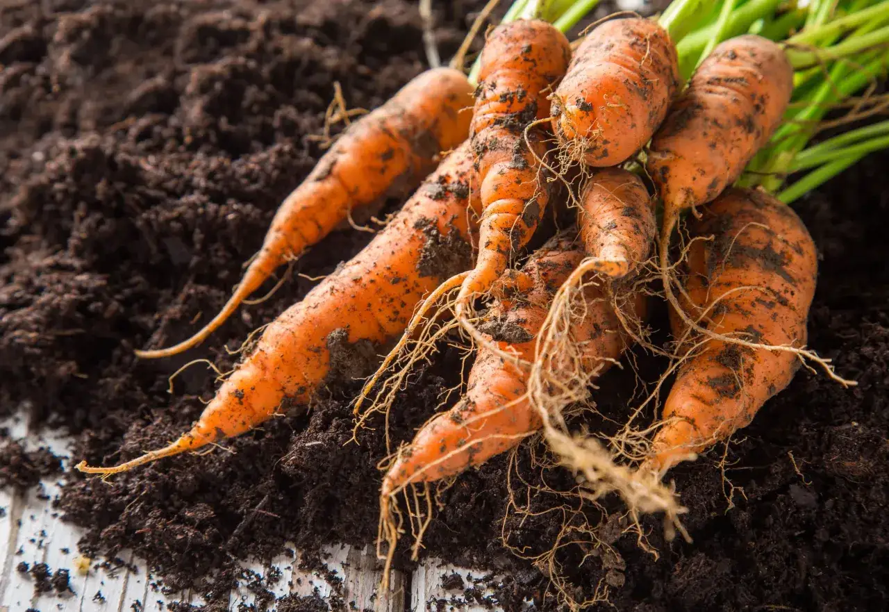 Świeżo wykopane marchewki w ziemi. Czy gotowana marchewka traci witaminy? Warto wiedzieć, że beta-karoten jest lepiej przyswajalny po obróbce termicznej.