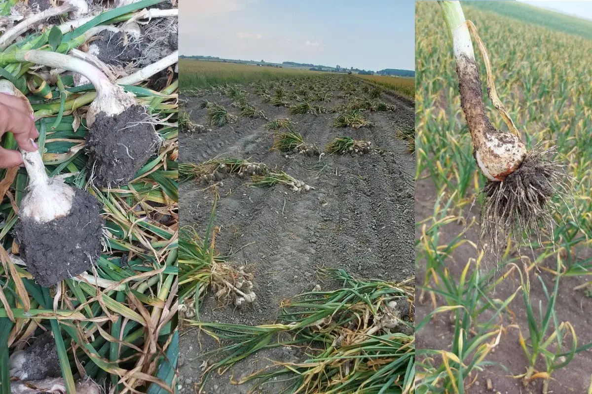 czosnek zimowy wiosną nawożenie