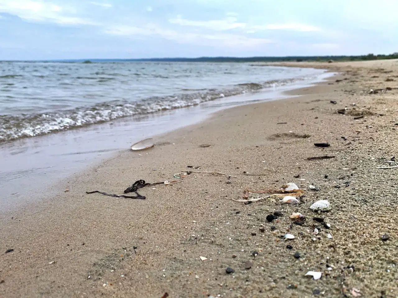 Plaża na Mierzei Wiślanej, z falami obmywającymi piasek i muszelki. W oddali widać zarys miejscowości.