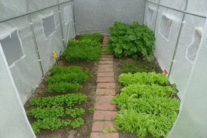 planowanie miejsca na tunel foliowy