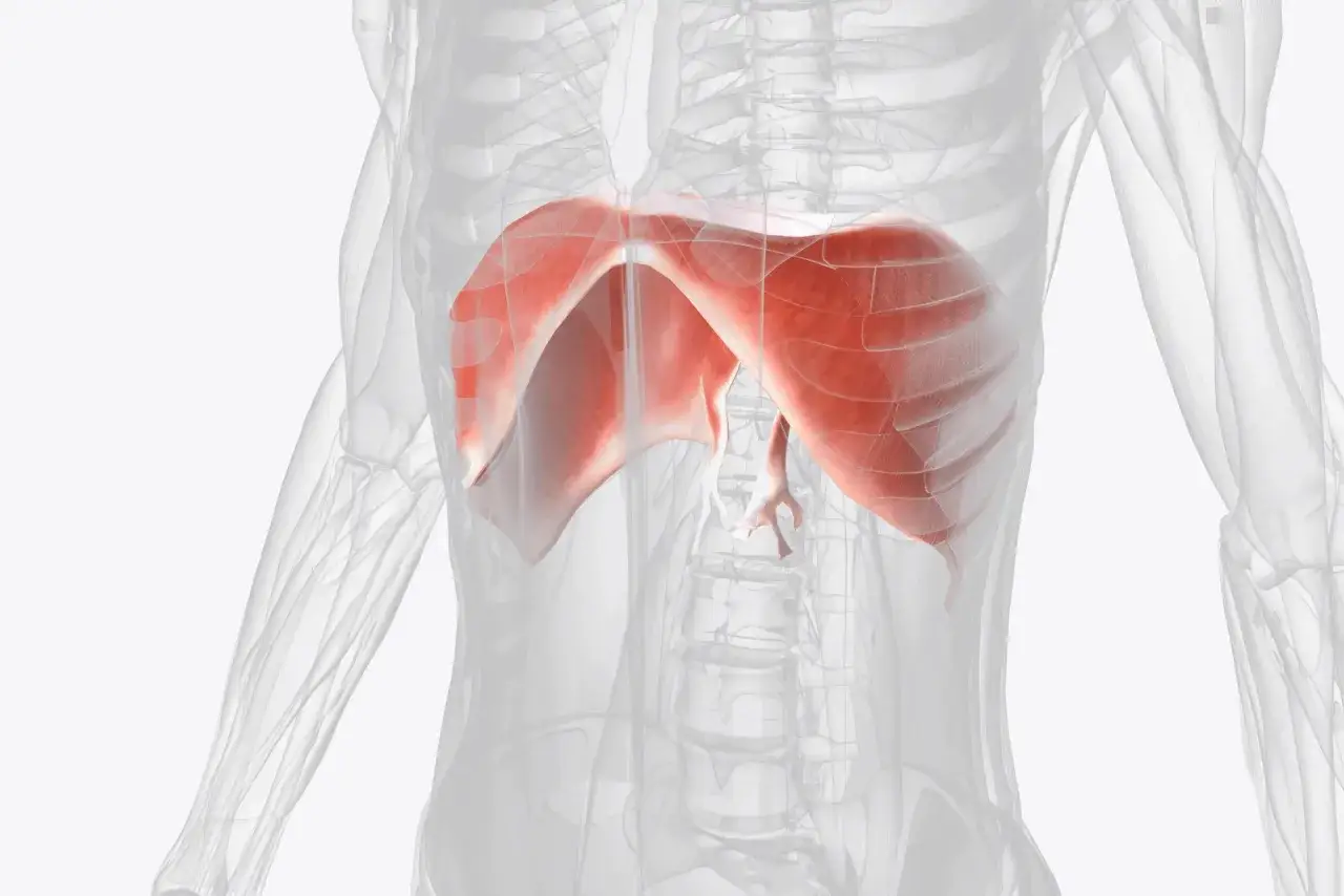 Czerwona przepona, kluczowy mięsień oddechowy, widoczna w przezroczystym szkielecie człowieka.