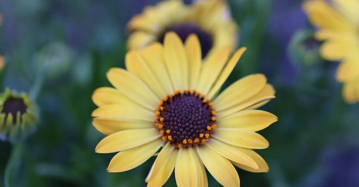 Ile kosztuje szafran? Sprawdź aktualne ceny szafranu za gram i kilogram