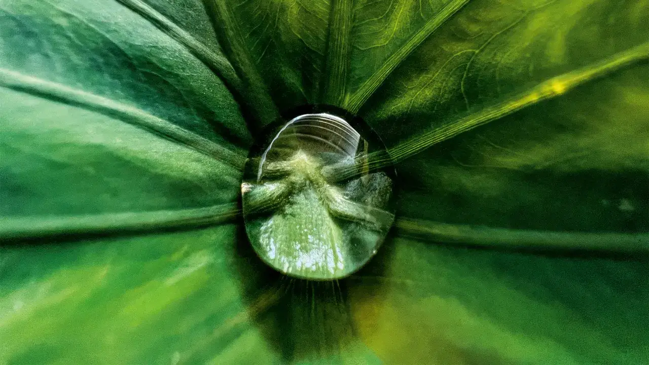 iPhone 13 Pro zdjęcie makro