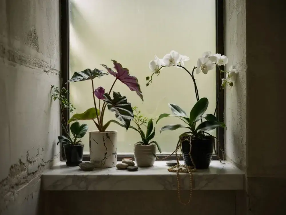 Zdjęcie Najlepsze kwiaty do ciemnej łazienki: 5 roślin znoszących brak światła