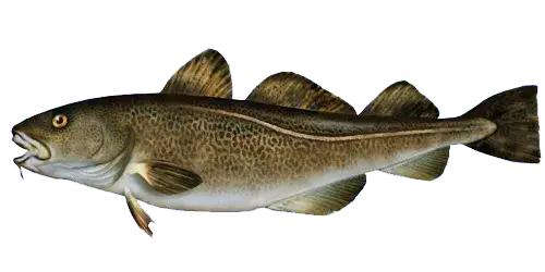 wymiar ochronny dorsza bałtyckiego infografika