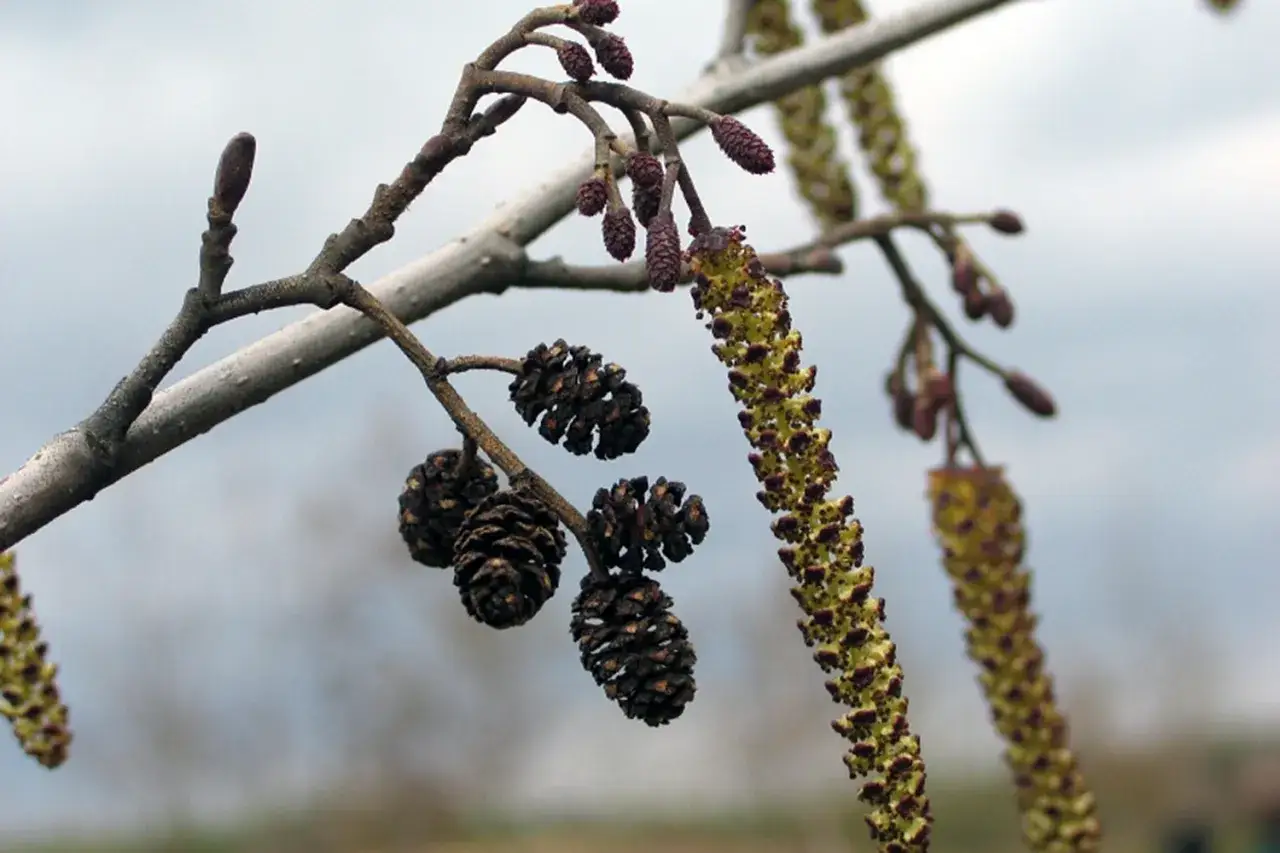 Gałązki olchy z szyszkami i zwisającymi baziami, pokazujące, jak wygląda olcha wiosną.
