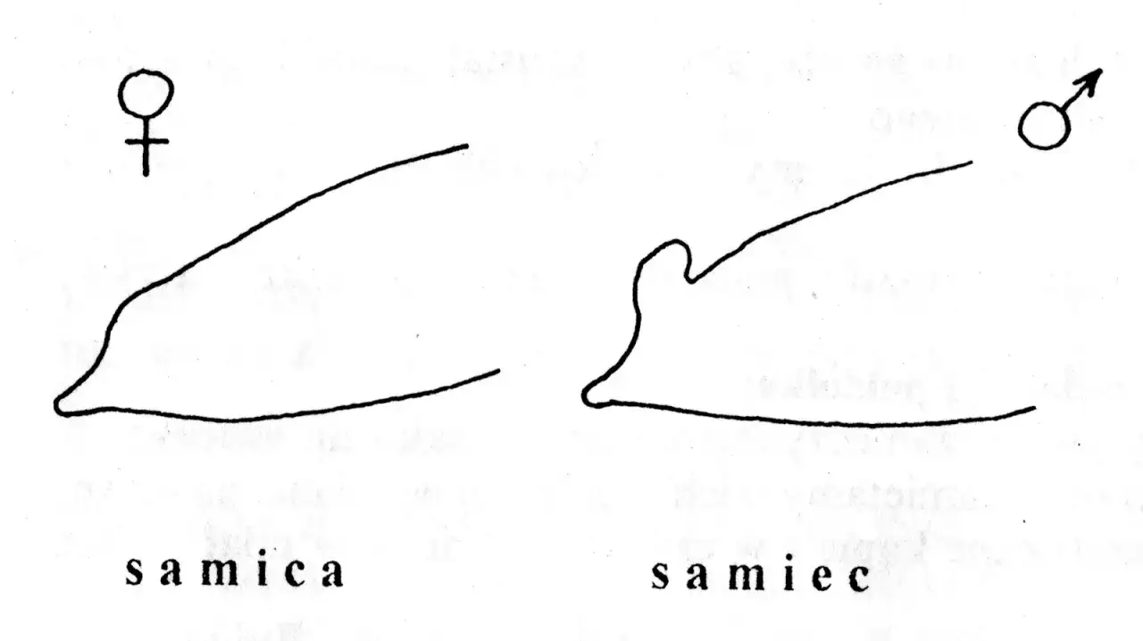 kanarek samiec samica kloaka por&oacute;wnanie