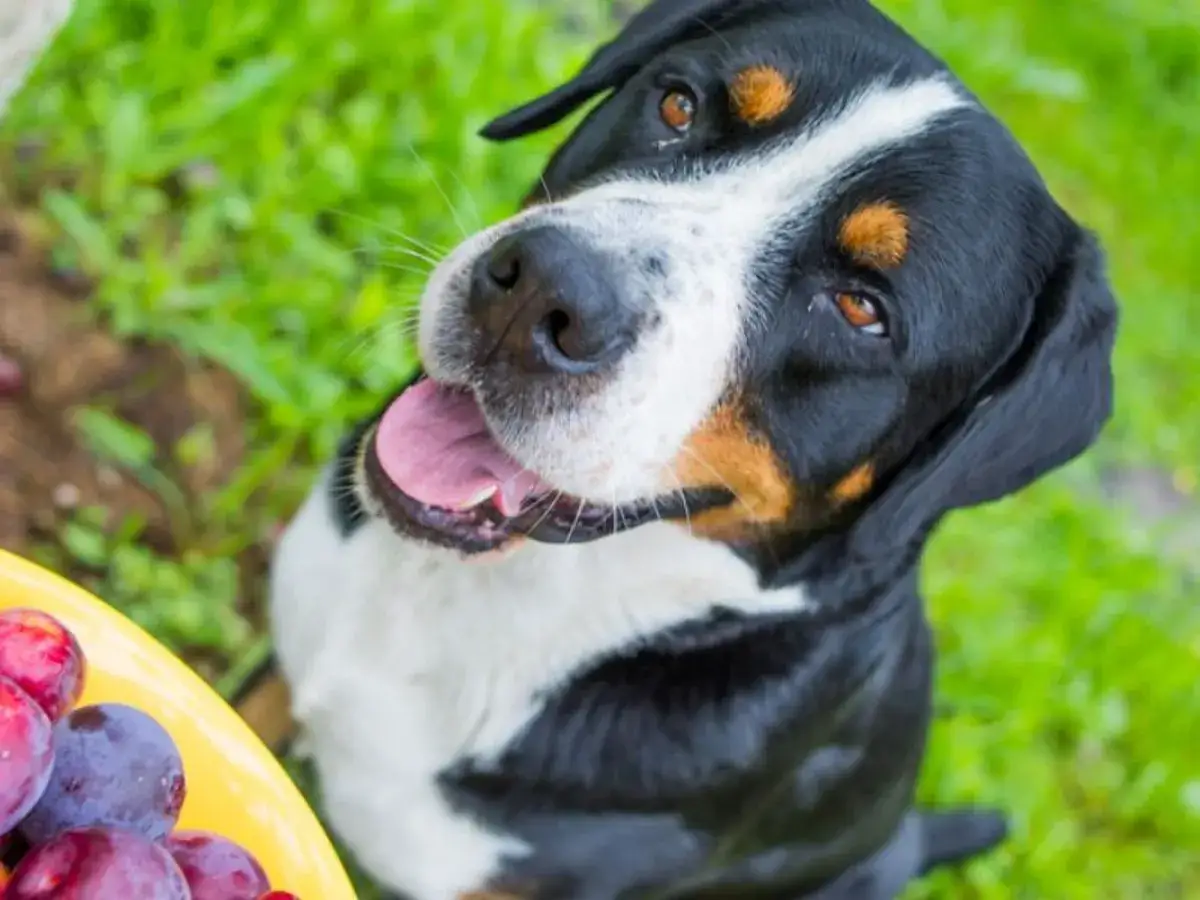 Uśmiechnięty pies patrzy na talerz ze śliwkami, zastanawiając się, czy pies może suszone śliwki.