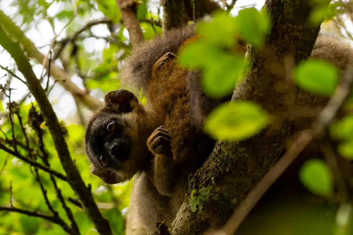 Uroczy lemur z czarną maską na twarzy, przytulony do drzewa. Niezapomniane wrażenia z wycieczki na Madagaskar.