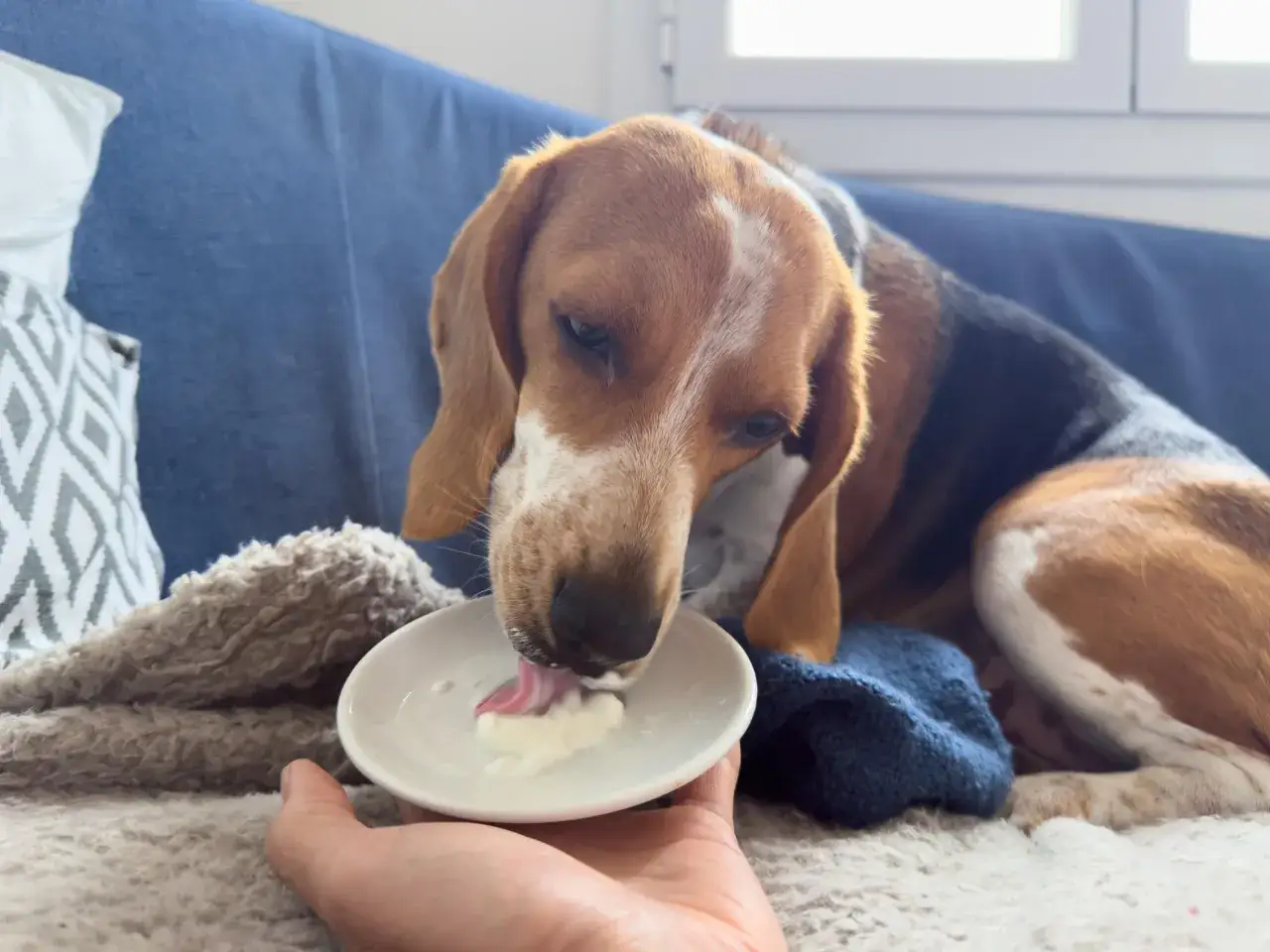 Beagle zlizuje jogurt naturalny z talerzyka. Czy pies może jeść jogurt naturalny? Tak, w umiarkowanych ilościach.