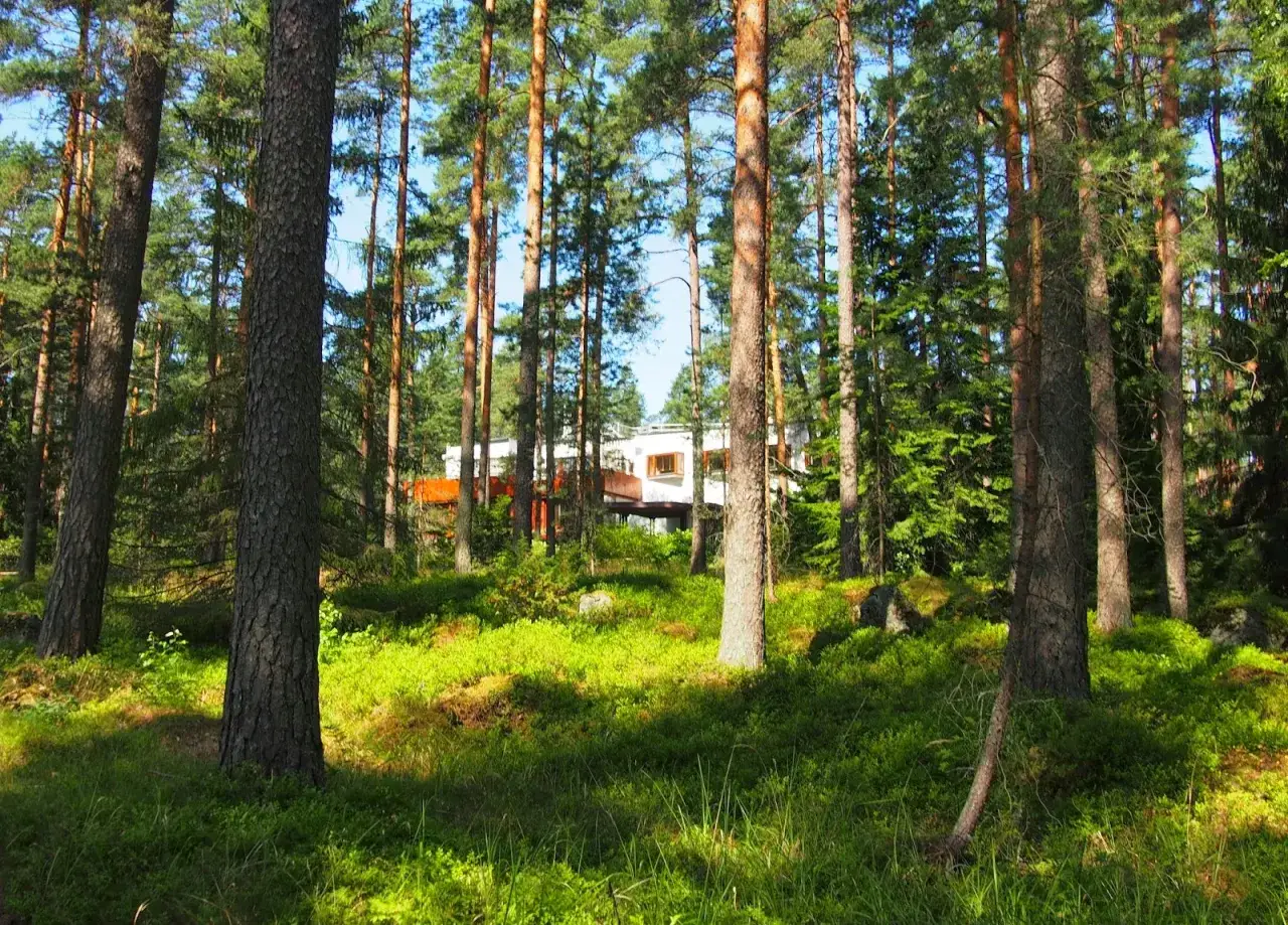 Wśr&oacute;d sosen, w zieleni, majaczy biała willa Mairea.