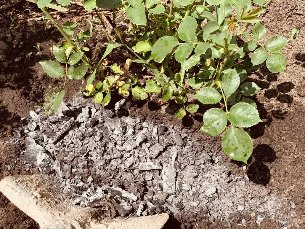 Zdjęcie Czy popiół to dobry nawóz? Sprawdź, jak może zaszkodzić roślinom