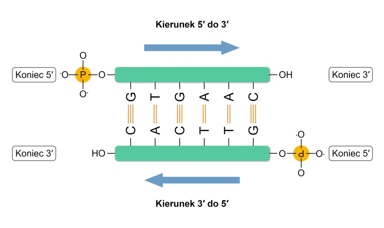 budowa nukleotydu dna rna schemat