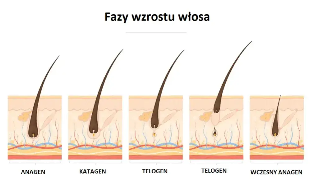 Fazy wzrostu włosa anagen katagen telogen