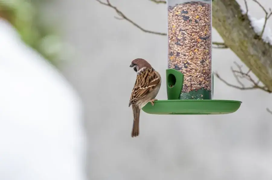 Wróbel domowy jedzący nasiona w karmniku