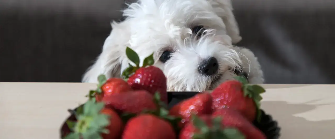 Biały piesek z zaciekawieniem spogląda na miseczkę pełną truskawek, zastanawiając się, czy pies może jeść truskawki.